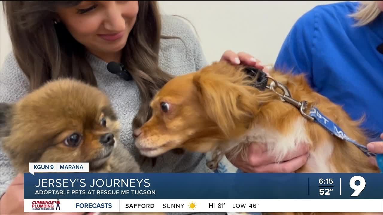 Jersey's Journeys at Rescue Me Tucson