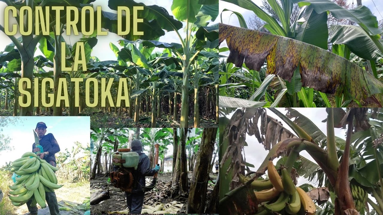 Como preparar fungicida para control de Sigatoka en plátano y banano.