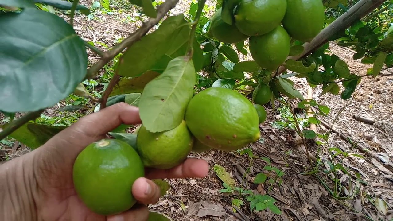Jawaban 1 | Nanam Jeruk Lemon Lokal atau Lemon Import ( California )