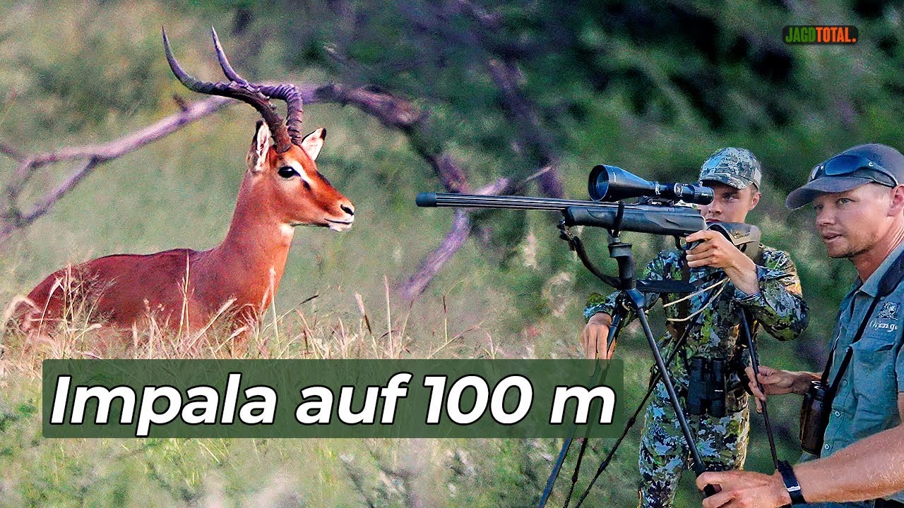 Impala auf 100 m &ndash; Entscheidung. Schuss. Wirkung.