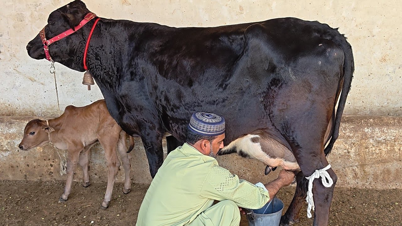 Jarsi chulstani cross cow for sale | 17/02/2026