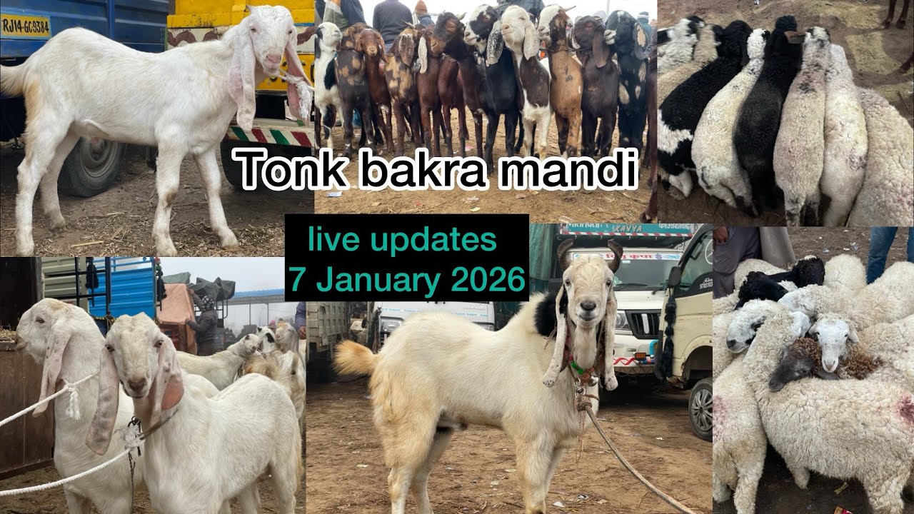 rajasthan tonk bakra mandi new update rajasthan ki sardi #rajasthanbakramandi #tonkbakramandi #goat 