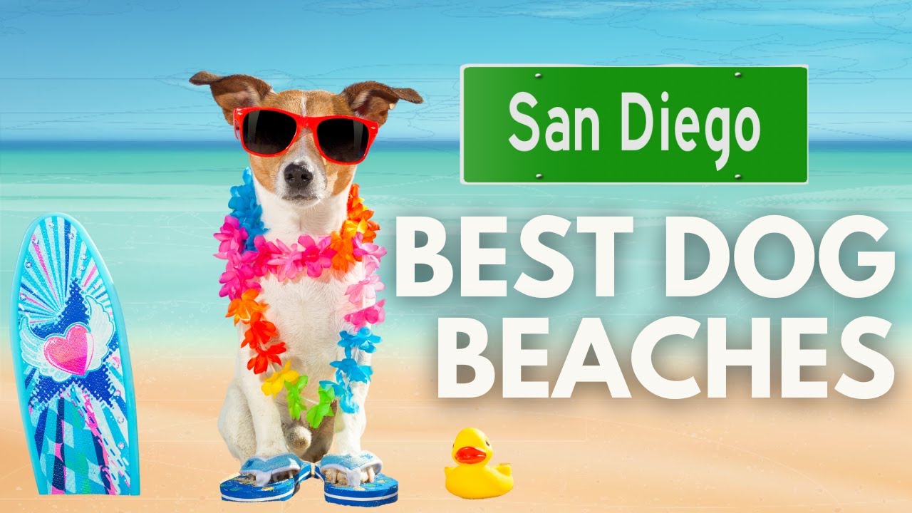 Dog Friendly San Diego | Best Dog Beaches