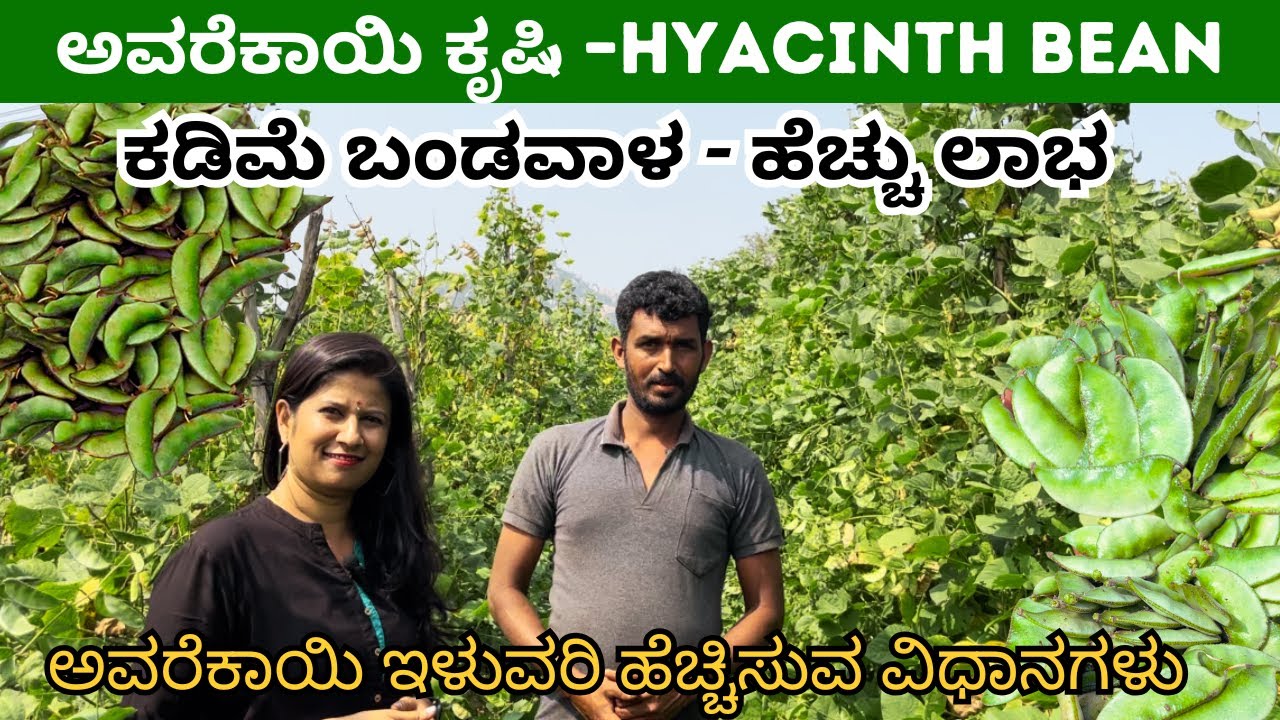 ಅವರೆಕಾಯಿ ಕೃಷಿ I ಕಡಿಮೆ ಬಂಡವಾಳ - ಹೆಚ್ಚು ಲಾಭ I Hyacinth Bean  I AVAREKAYI FARMING I KOLAR