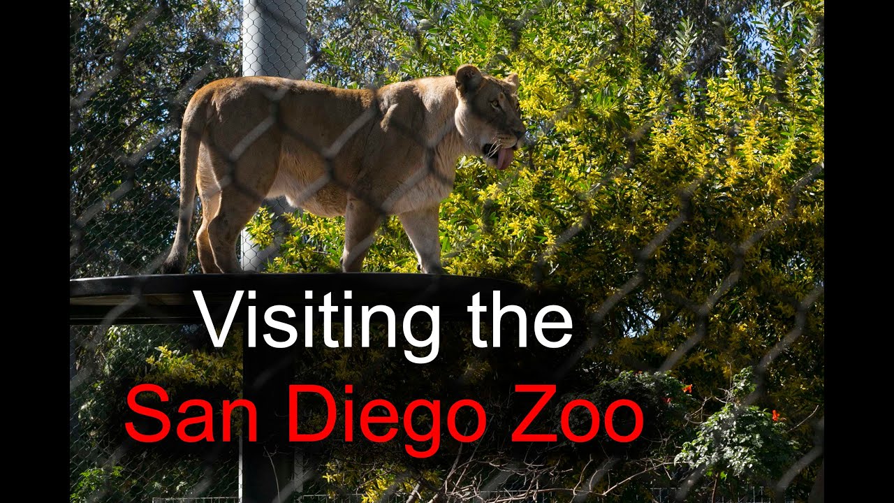 The amazing animals at the San Diego Zoo - Southern California Adventure