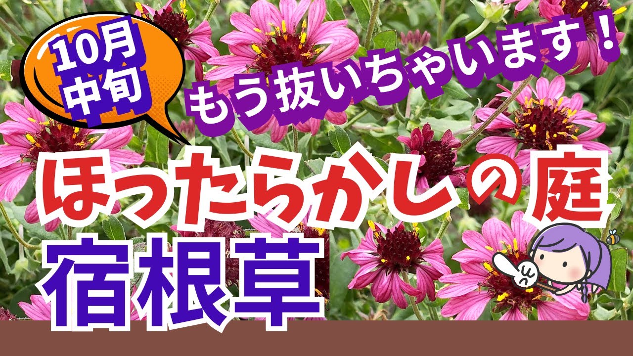 【ガーデニング】今年最後の紹介！もう抜いちゃいます！ほったらかしでも毎年咲く庭作り・10月中旬に咲く宿根草の様子を紹介！長くらくに楽しむ！gardening