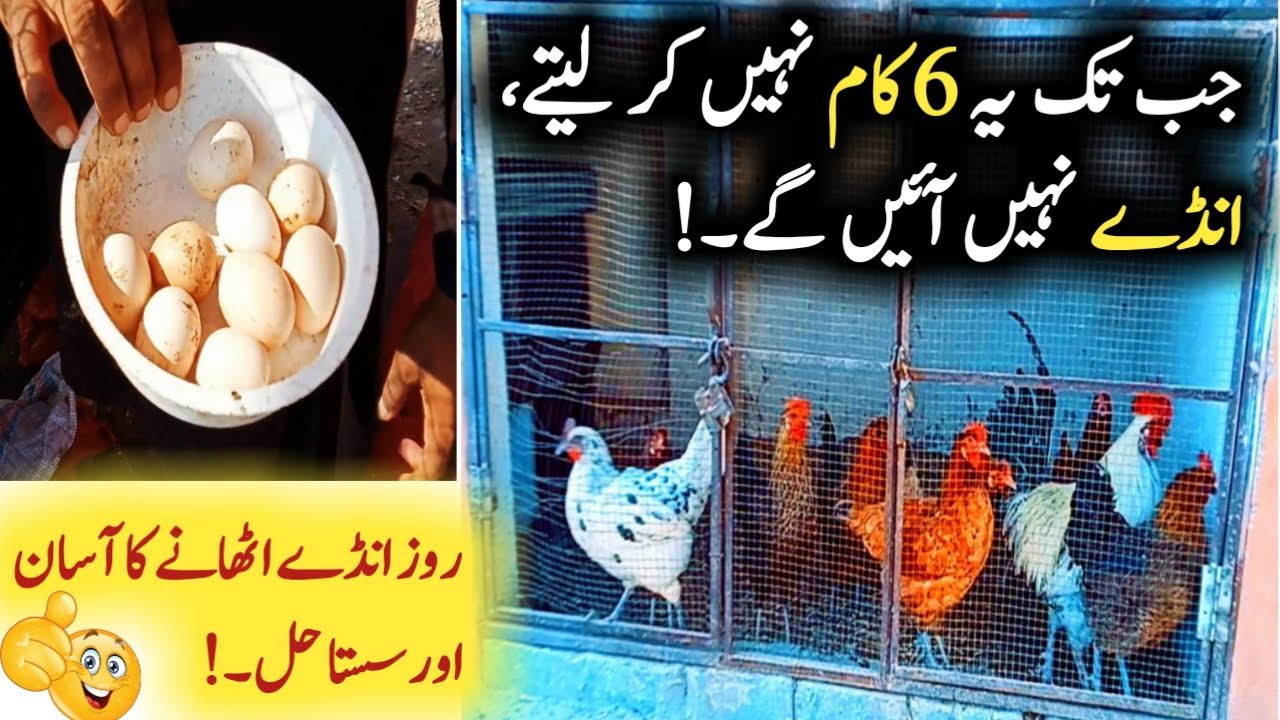 Top 6 Ways to Get Maximum Eggs from Hens | Poultry Farming Guide