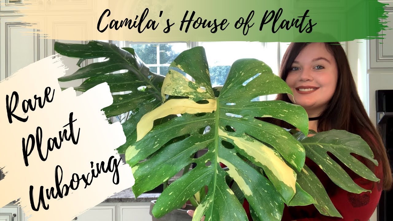 Rare Plant Unboxing | Camila’s House of Plants | Massive Monstera Thai Constellation!