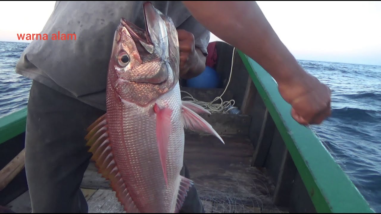 mancing ikan ruby snapper atau  kurisi