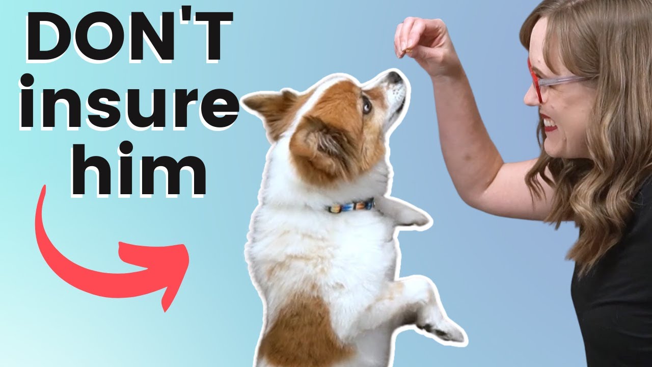 Не покупайте страховку для домашних животных! Сделайте это.