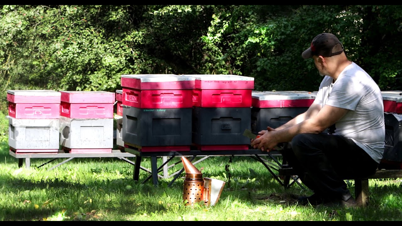 Как сеют матки Buckfast VIV 59\300 осенью 2021 года