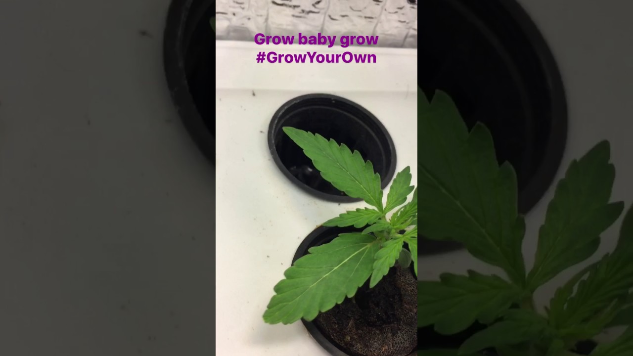 Auto purp feminized grow Pt 8