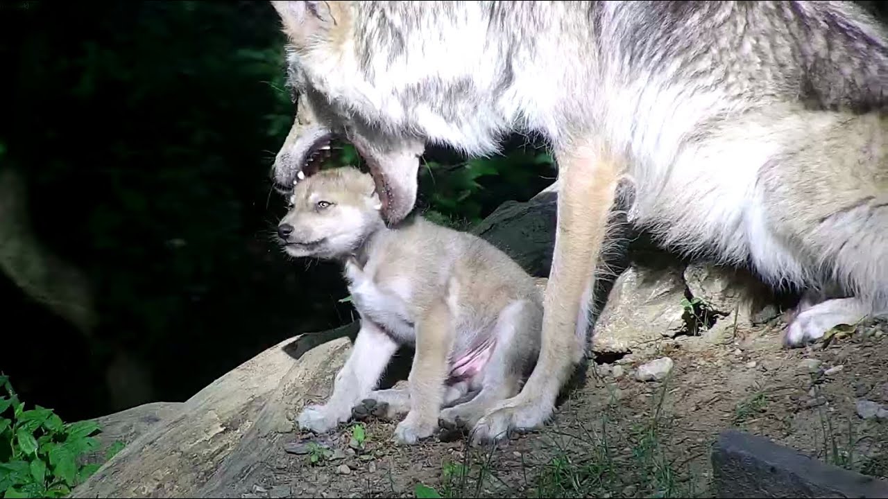 Eager to Play, Wolf Puts Puppy's Head in His Mouth