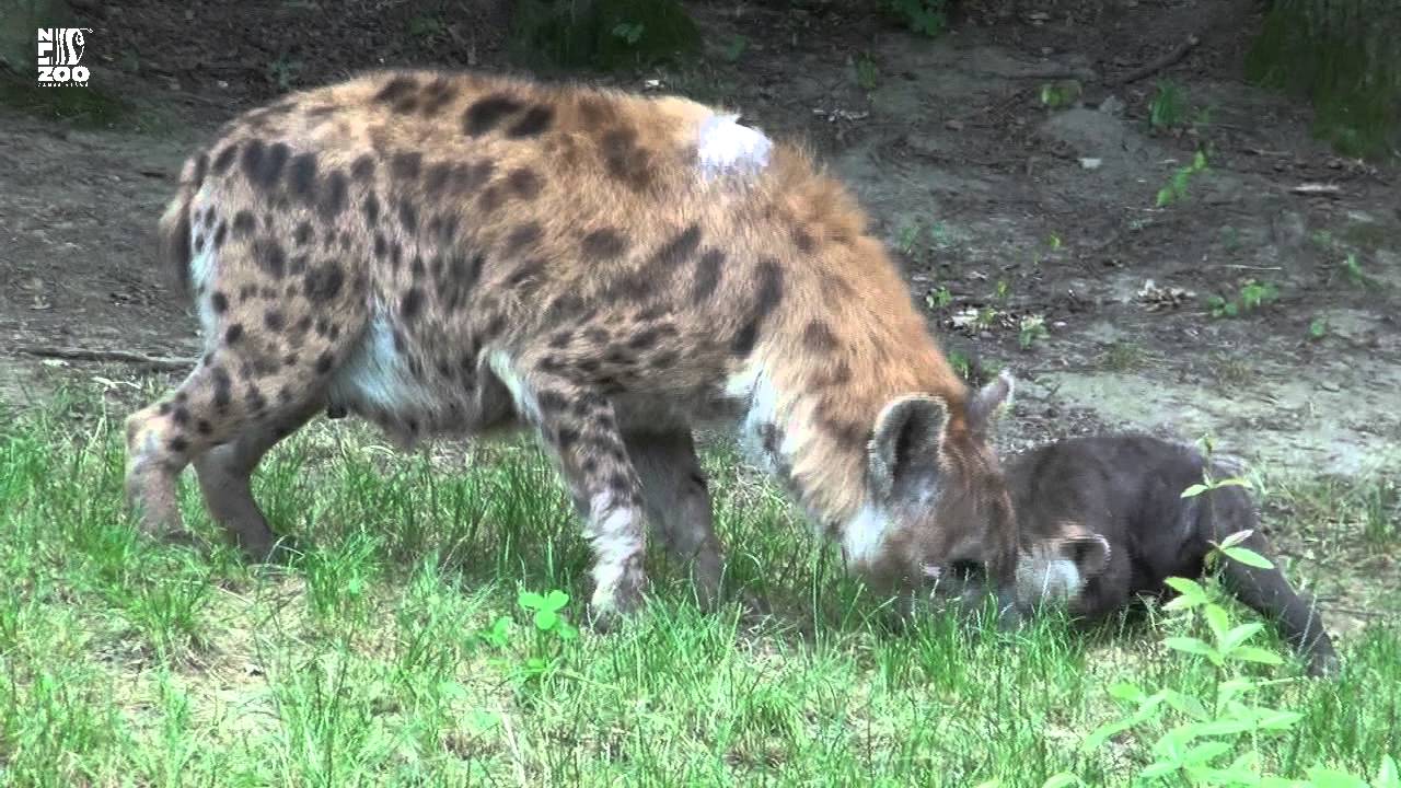 ZOO Zlín - Mládě hyeny skvrnité