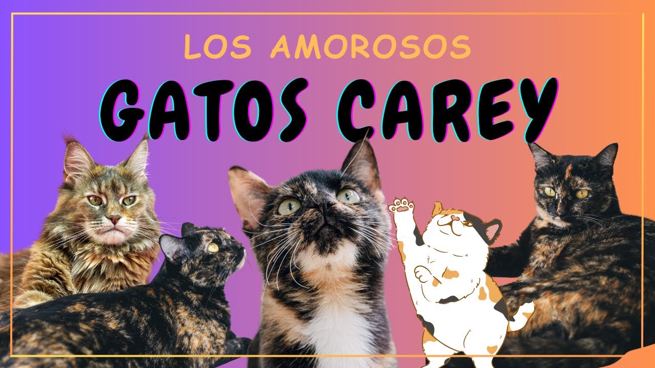 LOS AMOROSOS GATOS CAREY// &iquest;SAB&Iacute;AS QUE SON UNO DE LOS GATOS M&Aacute;S LEALES QUE EXISTEN?