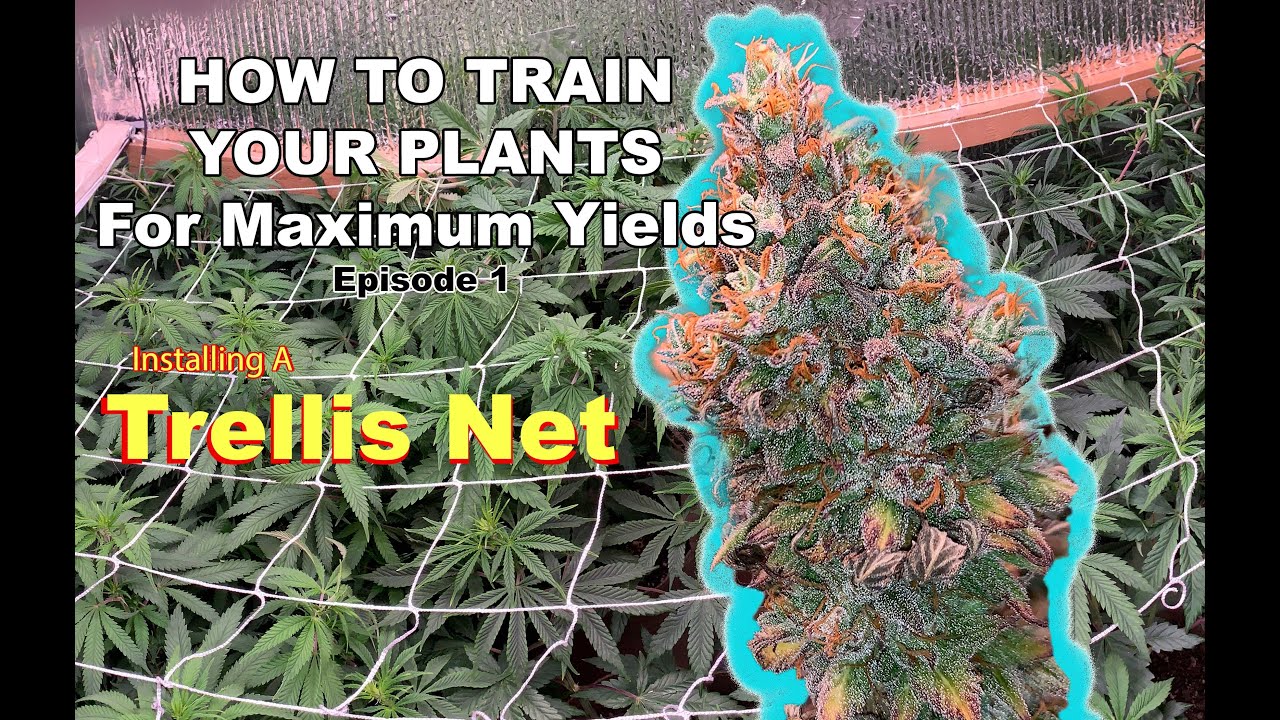 How to Grow Weed Easily By Installing a Trellis Net to Maximize Plant Yields