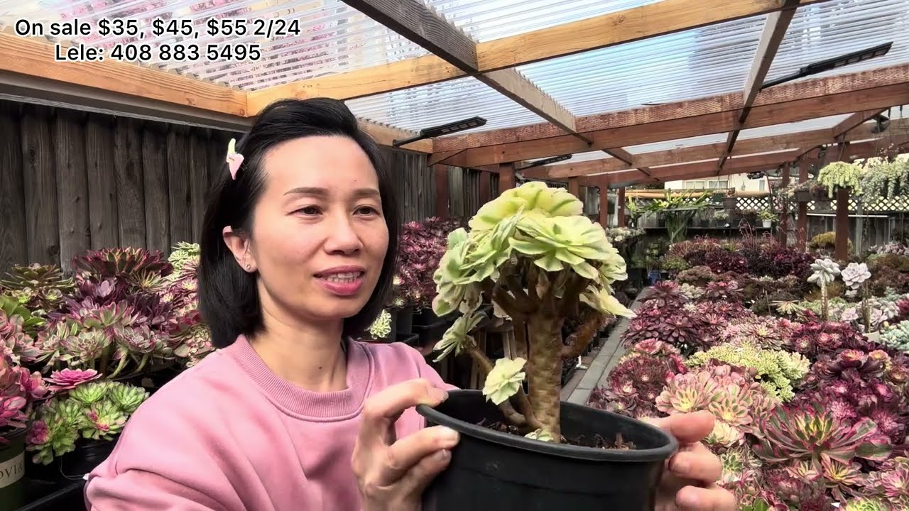 2/24/26 SUCCULENTS FOR SALE $35,$45,$55 ECHEVERIA AEONIUM | BÁN SEN ĐÁ | LeLe: 408 883 5495