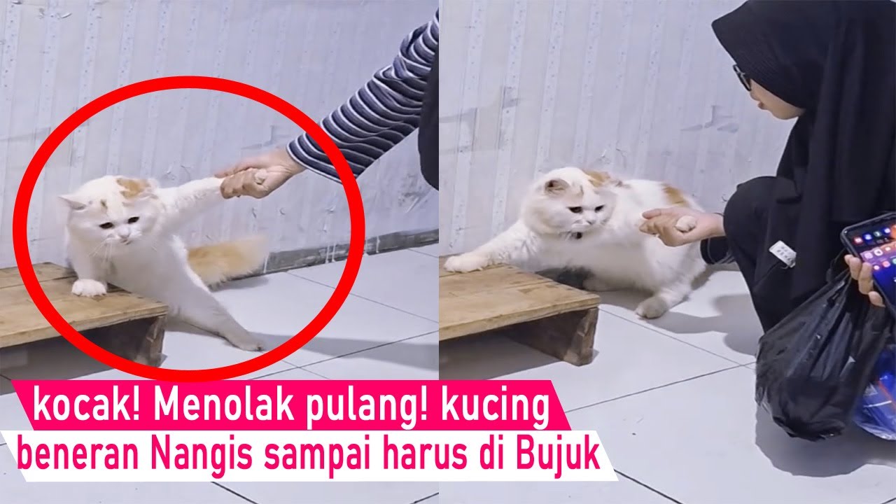 YAKIN KETAWA! Lucu banget kucing Nangis menolak di ajak pulang sampai Pegangan/kompilasi kucing lucu