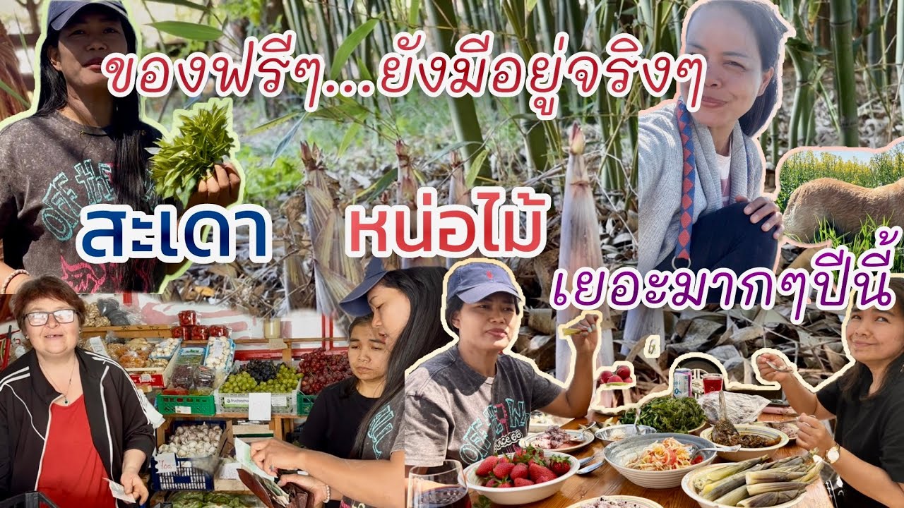 EP.746| ว้าว …ของฟรี่ มี่อยู่จริง หน่อไม้ สะเดา ผักป่า ชนบทประเทศเซอร์เบีย🇷🇸