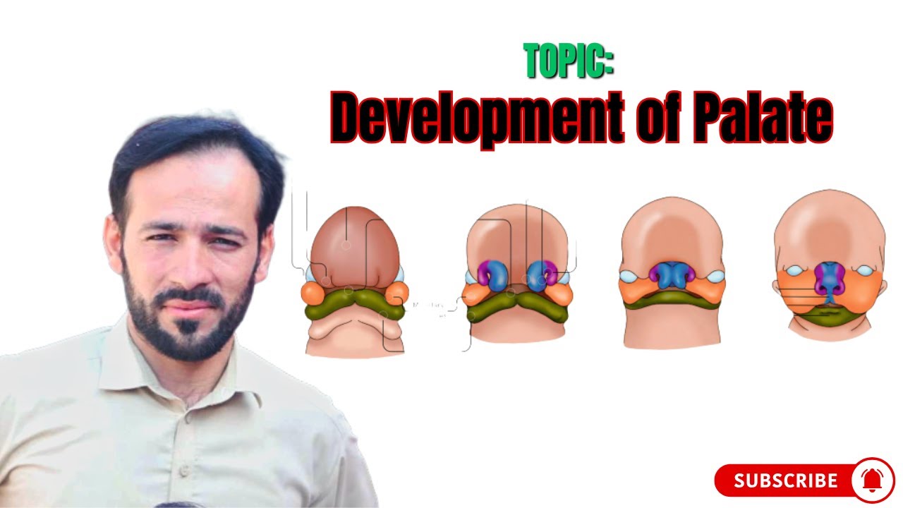 Development of Palate | Embryology of Palate | Soft Palate | Hard Palate | Premaxilla Development