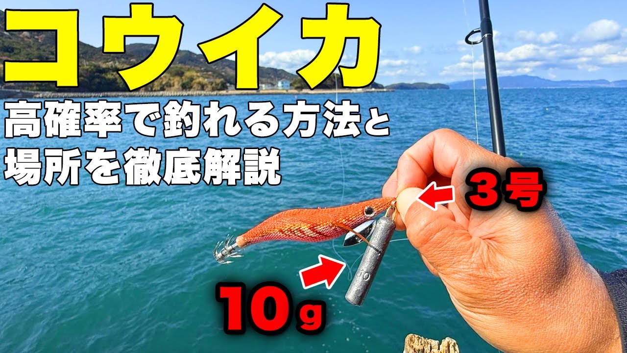 【急げ】【今すぐ】巨大コウイカがこの場所で釣れています！エギングで簡単に釣れる方法を徹底解説。このポイントで群れが泳いでいます！凄すぎる釣果連発！！