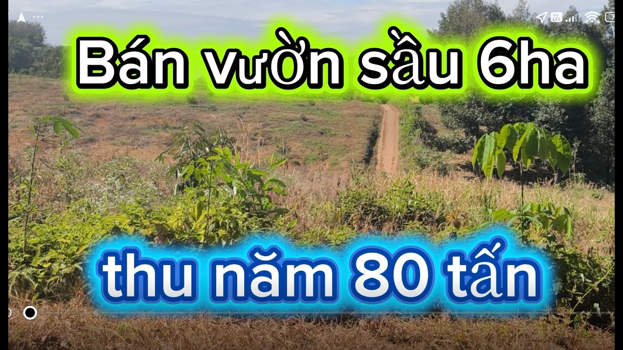 Cần tiền gấp nên bán vườn sầu riêng thái 10 năm tuổi DT 6ha 1 hạ chôm chôm,20 cây măng cụt thu mạnh