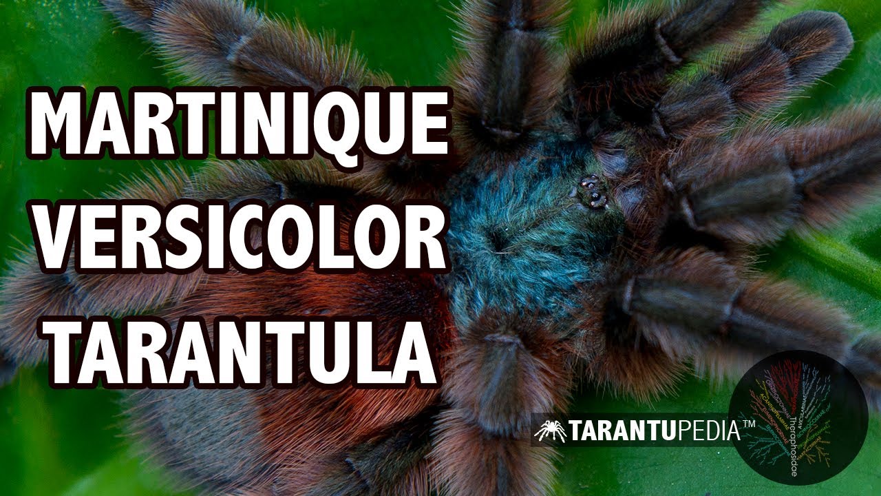 The Martinique Island Versicolor Tarantula