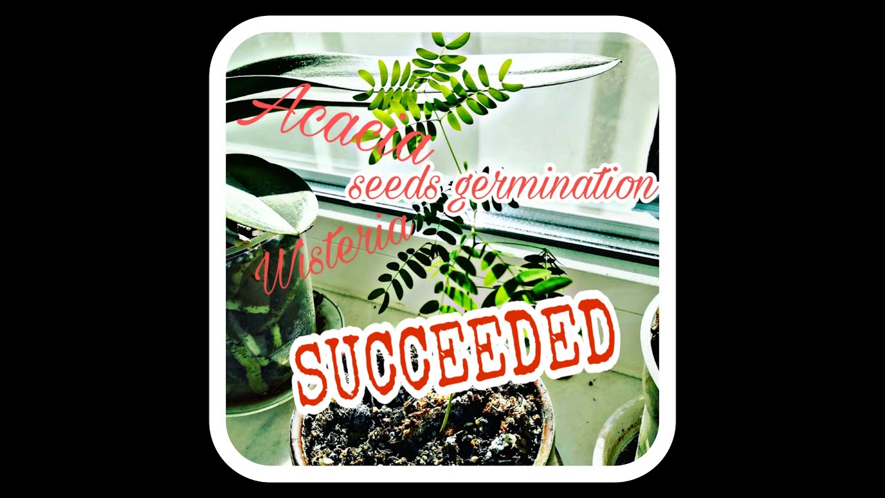 How to germinate seeds - Acacia & Wisteria - planting them