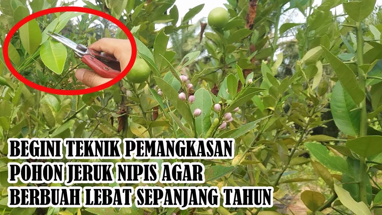 TERBUKTI!! Teknik  Pemangkasan yang Saya Lakukan Membuat Jeruk Nipis Berbuah Lebat Sepanjang Tahun