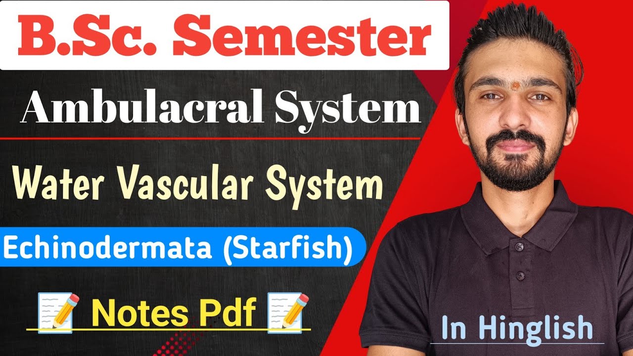 Water Vascular System In Echinodermata | StarFish | Bsc Semester || By Dadhich Sir