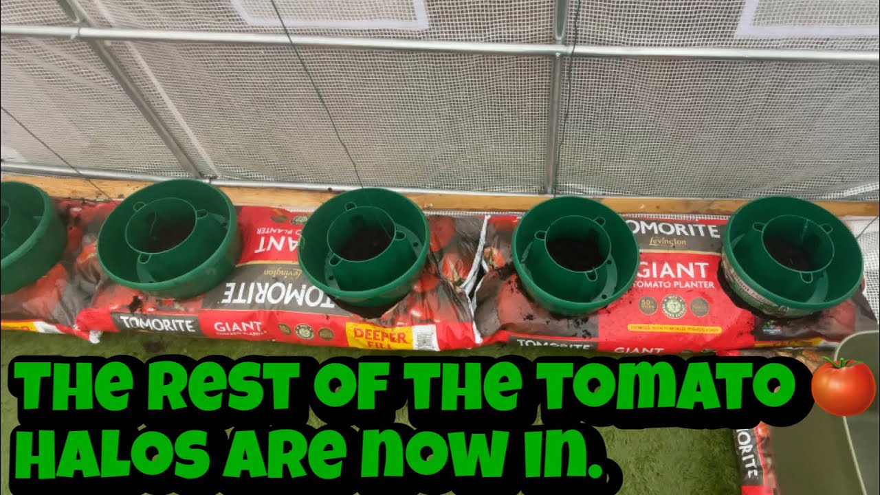 Working in poly tunnel out of the rain. Getting more tomato halos ready