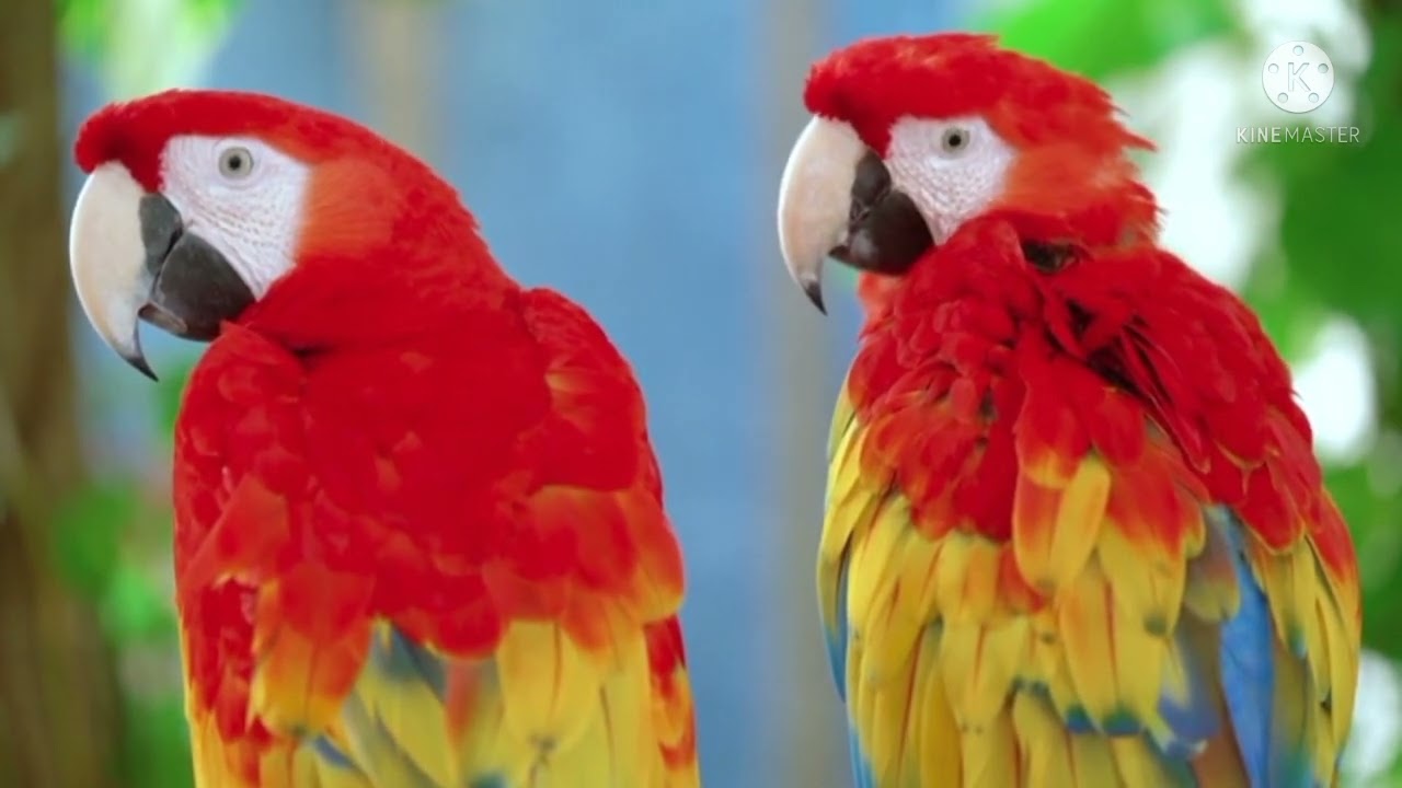 pets blog pet blogger pet bloggers malayalam pet blog unlimited pet blog 247 blog pet simulator blog