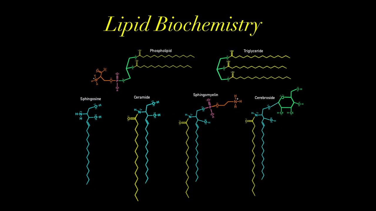 Lipid Biochemistry (EVERYTHING YOU NEED TO KNOW MCAT) glycerol, phospholipid, sphingosine, ceramide