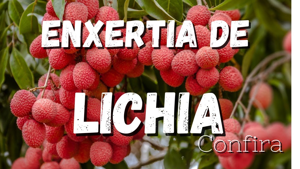 Veja Como é a Enxertia da Lichia Com Resultado. 25/12/2022