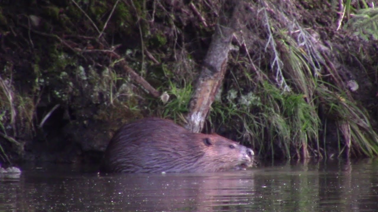 Beaver In Edmonton