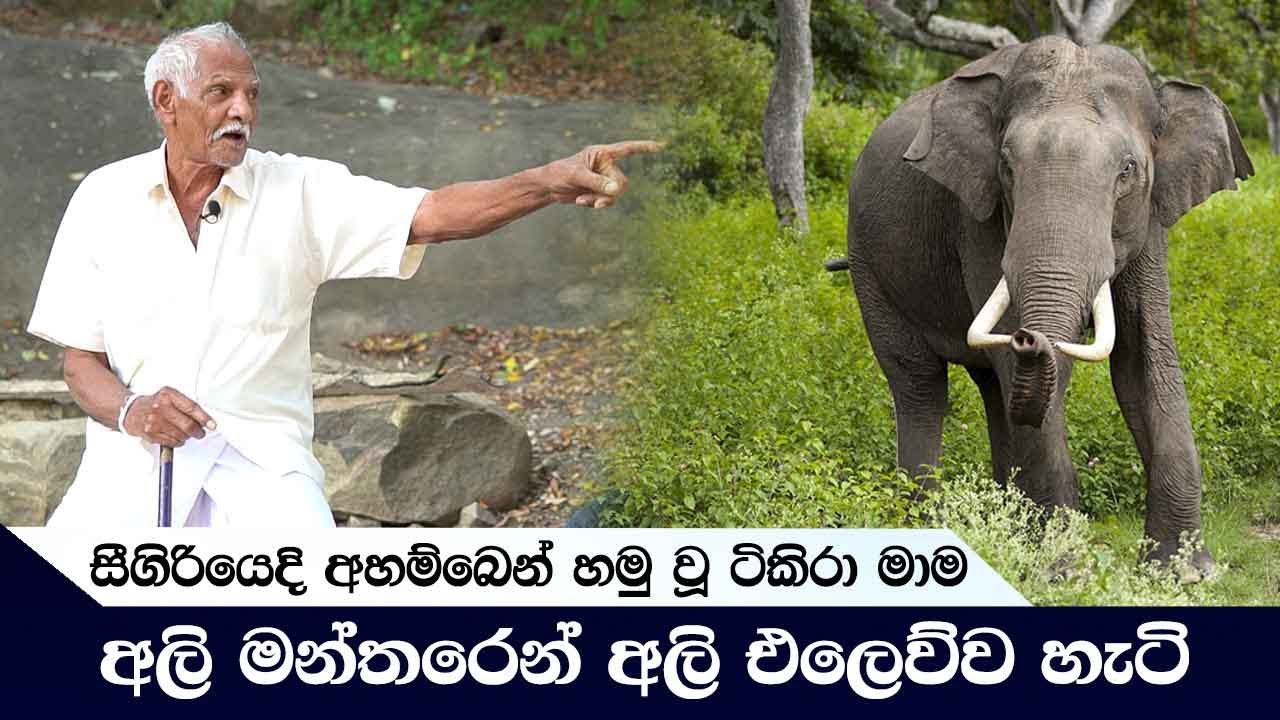 සීගිරියෙදි අහම්බෙන් හමු වූ ටිකිරා මාම අලි මන්තරෙන් අලි එලෙව්ව හැටි