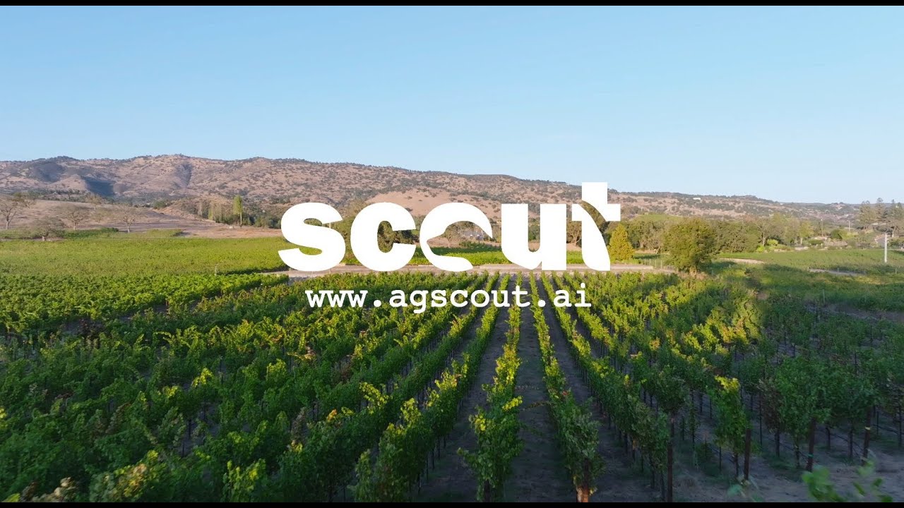 Introducing Scout AI - Vine Level Insights that Deliver Precision, Performance and Profitability