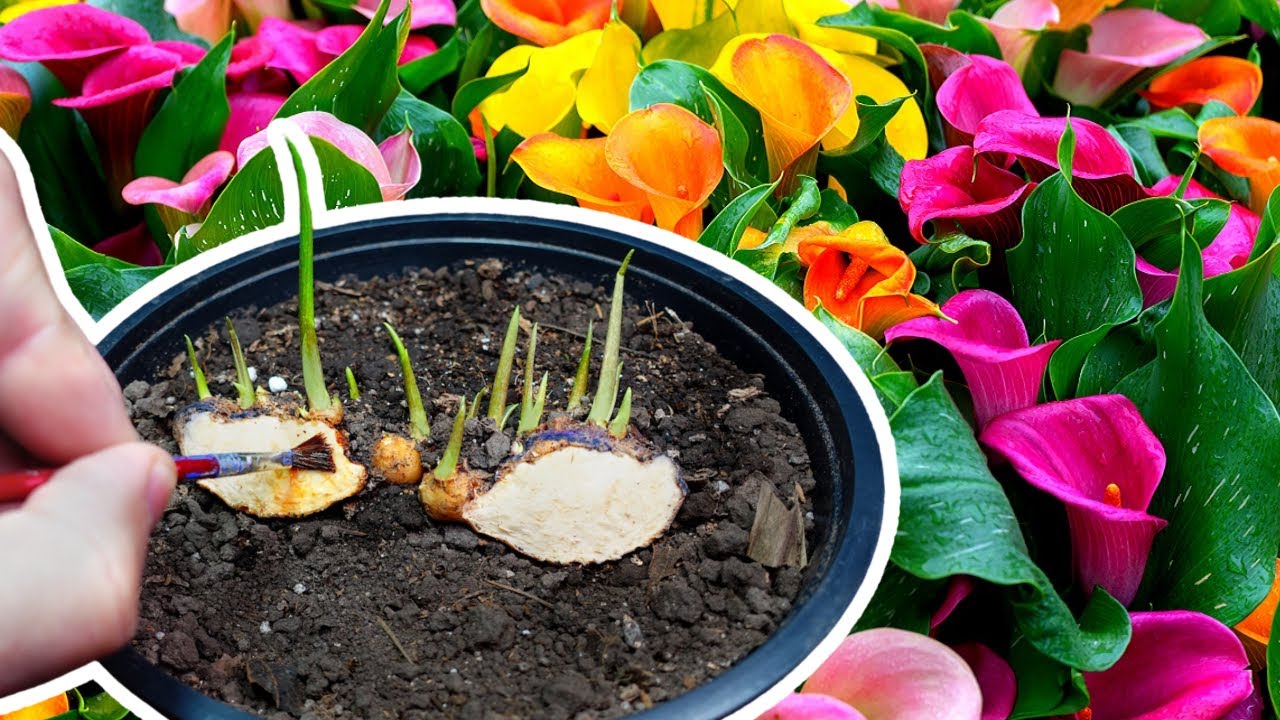 💐Как разделить луковицы калл