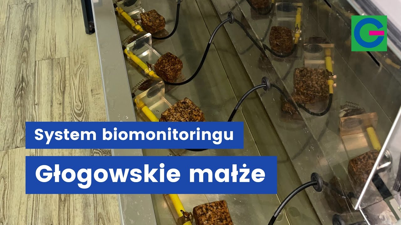 System biomonitoringu, czyli głogowskie małże