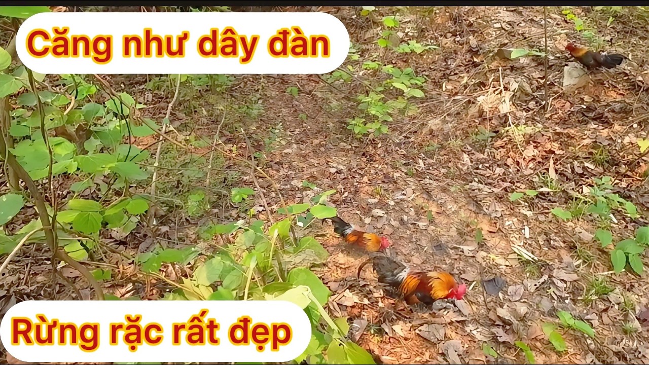 TES .MỒI TRỐNG TH&Oacute;T TIM RỪNG RẶC FOM ĐẸP |@thợn&uacute;irừng-93