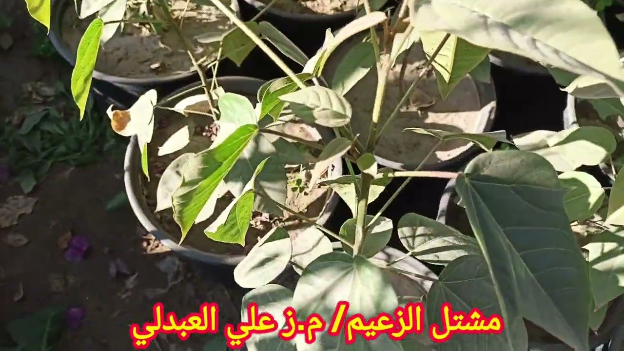 حماية النباتات من خطر الانجماد  