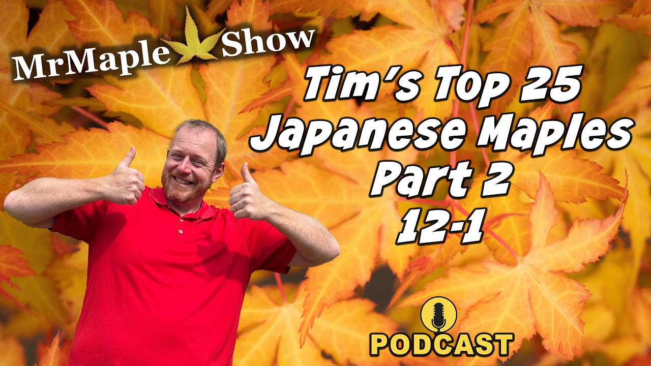 Tim's Top 25 Japanese Maples Part 2, 12-1 | MrMaple Show Podcast