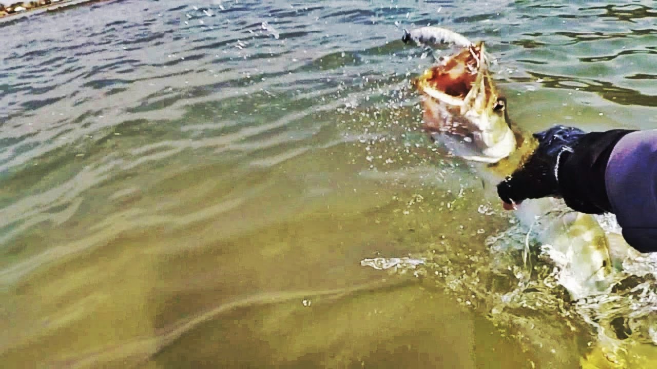 Barracuda on UltraLight casting pantai Marina Semarang part 14