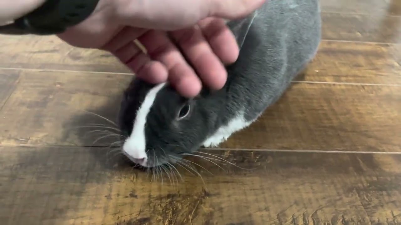Twinkle Will Always Be Licking the Floors