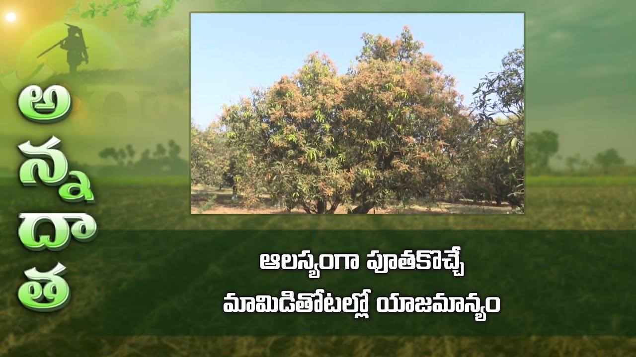 Present management in mango at flowering stage | ఆలస్యంగా పూతకొచ్చే మామిడితోటల్లో యాజమాన్యం | ETV