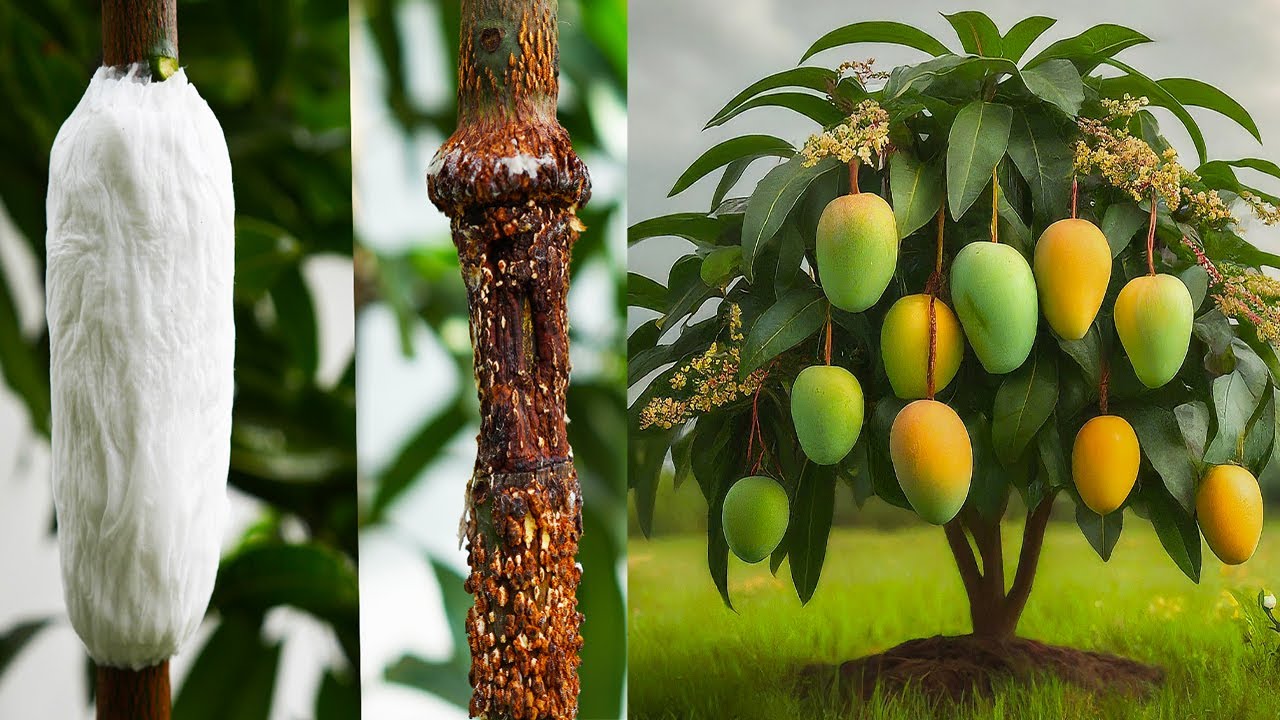 Smart Method! Air Layering Mango tree with tissue paper - Great experiment