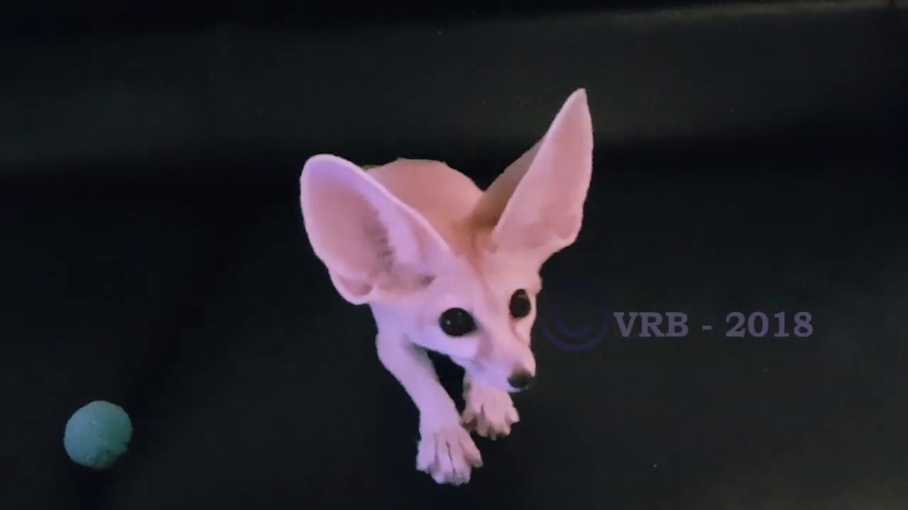 Fennec Fox showing his Tricks: High-five, Spin, Fetch and more