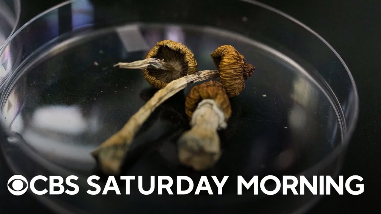 Colorado set to vote on decriminalization of psychedelic mushrooms