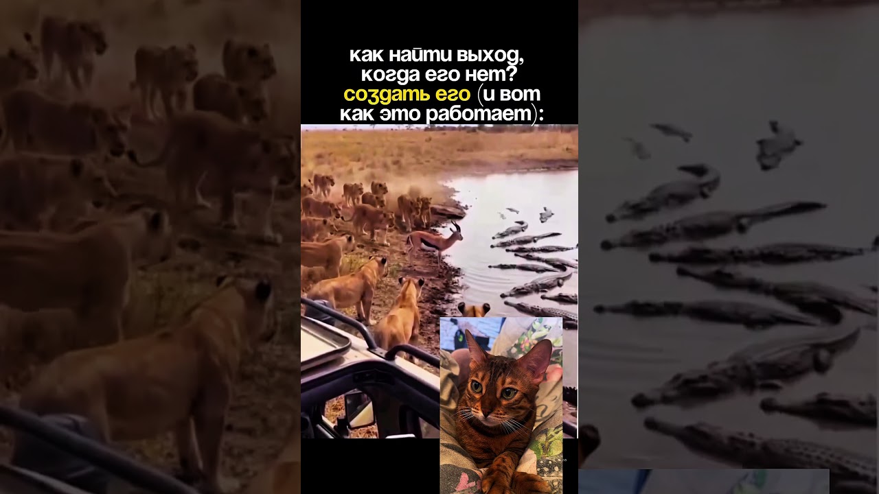 #развивайка😼ОТ😼МАРФУШИ‼️МАРФА#научит