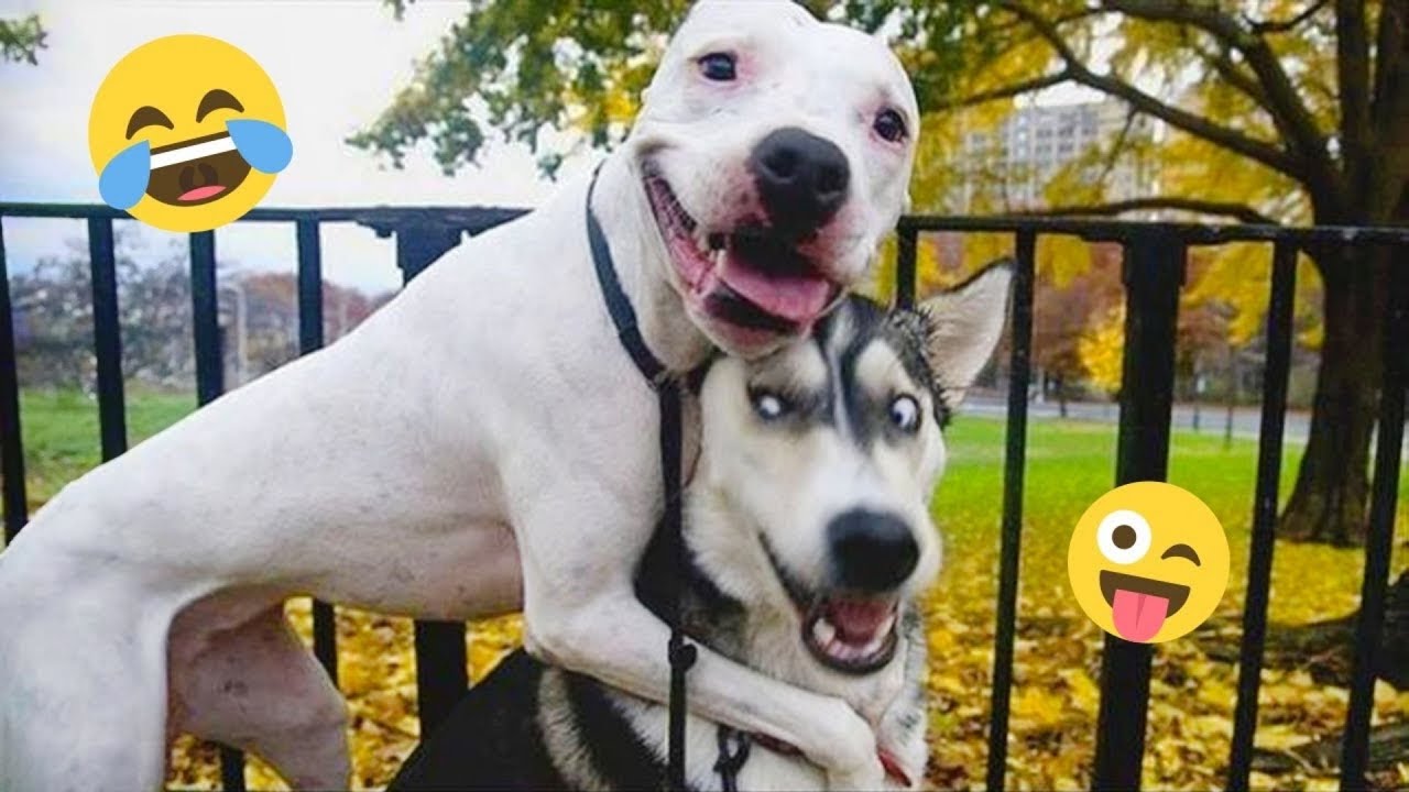 I Can’t Believe These Dogs Are Still This Funny 😂 Best Funny Dog Videos of 2026 🐶